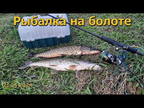 Видео: Рыбалка На Спиннинг на болоте