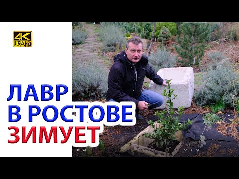 Видео: Лавр ЗИМУЕТ в открытом грунте в Ростове как и другие экзоты (Араукария, Аукуба)