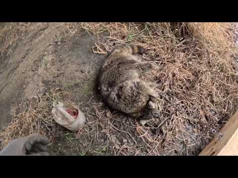 Видео: Разбил 300 опоссумов, ха-ха! Проверка конца сезона 3