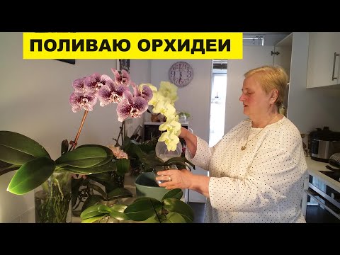 Видео: ПОЛИВАЮ ОРХИДЕИ..ПОДХОЖУ ТВОРЧЕСКИ К ПРОЦЕССУ