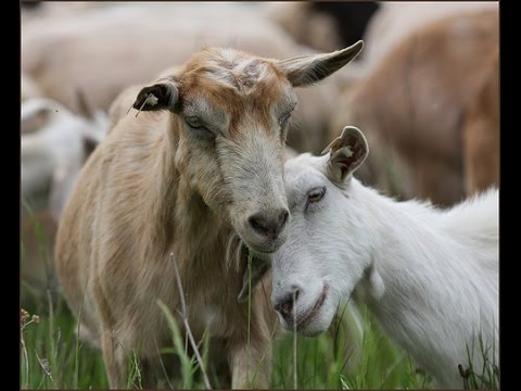 Видео: ВЛЮБЕНИ КОЗИ