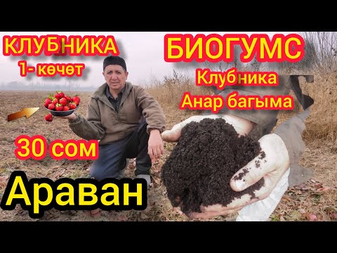 Видео: 1 Көчөттү 30 сомдон сатамын~БААРЫНА БИОГУМС САЛАМЫН. АРАВАН.