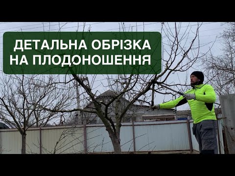 Видео: Детальна обрізка на плодоношення на прикладі яблуні