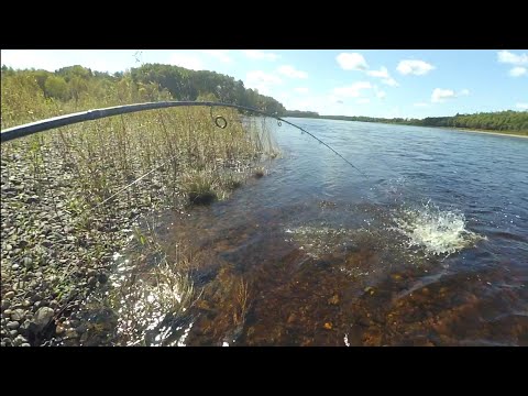 Видео: Рыбалка на Бурее. ТАЙМЕНЬ, ЛЕНОК, ХАРИУЗ.