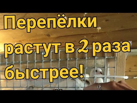 Видео: Перепёлки растут в 2 раза быстрее! Новый эксперимент – шокирующие результаты!