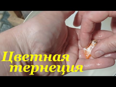 Видео: Разведение цветной тернеции Нерест Икра Личинка