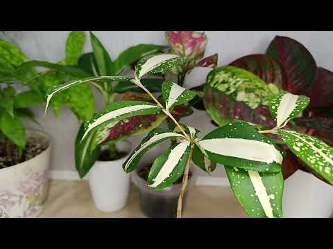 Видео: Ароидные цветочки.Обзор.🪴🪴