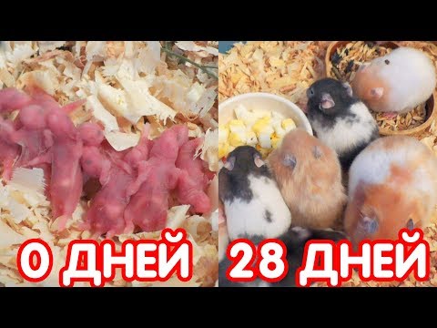 Видео: Новорожденные хомячки. Как растут маленькие хомячки