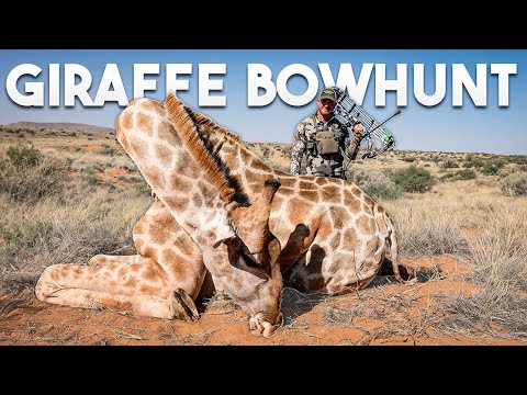 Видео: Выстрел из лука на 71 ярд по жирафу с помощью звериного наконечника🤯😳