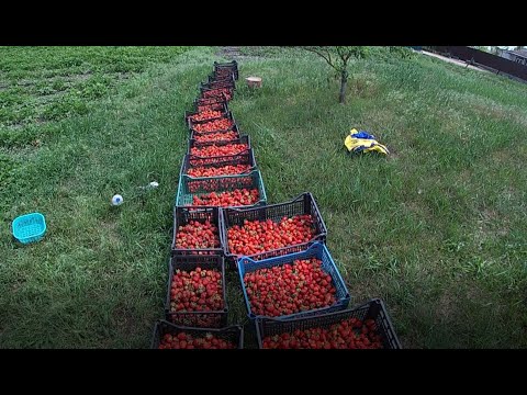 Видео: Азия и Клери дают жару! 56 кг. Сбор и продажа. Адекватные перекупщики. Клубника