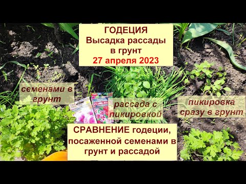 Видео: Годеция 2023. Посадка рассады в грунт. Сравнение выращенной рассадой и посеянной семенами в грунт.