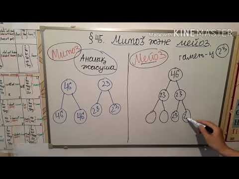 Видео: 45. Митоз және мейоз.