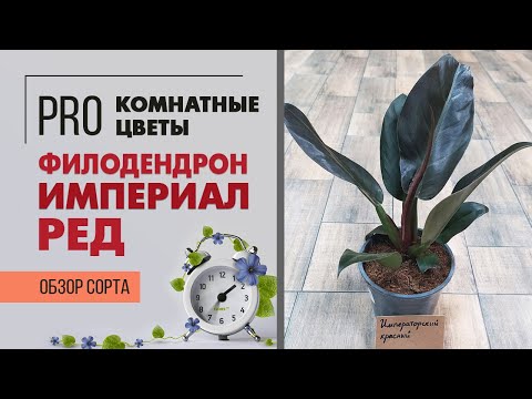 Видео: Филодендрон Империал Ред - необычная лиана | Мощный красавец для комнатного озеленения