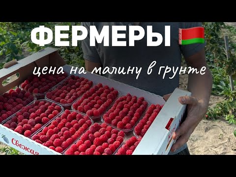 Видео: Выращивание малины в теплице . Сорта, подкормки и другие секреты выращивания. Тепличная малина