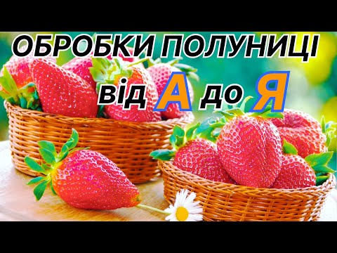 Видео: Універсальний спосіб ОБРОБКИ і ПІДКОРМКИ полуниці на весь СЕЗОН/Вирощування полуниці на Поліссі