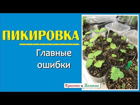 Видео: Пикировка. Главные ОШИБКИ