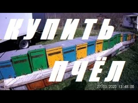 Видео: Покупка пчелосемей, пересадка, развитие на майский мёд белой акации.
