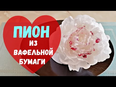 Видео: Пион из вафельной бумаги / Waffle paper peony