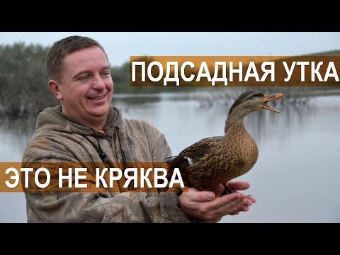 Видео: Русская подсадная утка это не кряква.  Кулешов А.В.