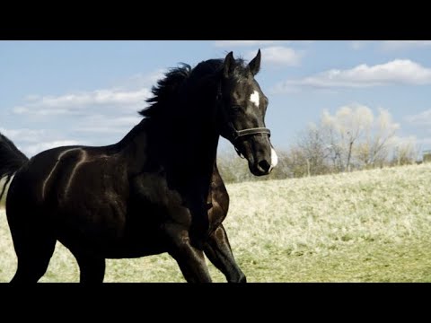 Видео: Тіленшінің Қарақасқасы (аудиокітап)