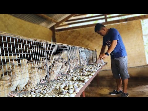 Видео: Удивительное современное перепелиное хозяйство — массовое производство перепелиных яиц! Как опред...