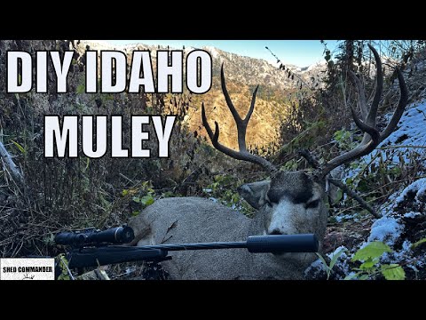 Видео: 2025 SOLO IDAHO MULE DEER | «УСПЕХ НЕ ДОСТИГАЛСЯ ЛЕГКО»