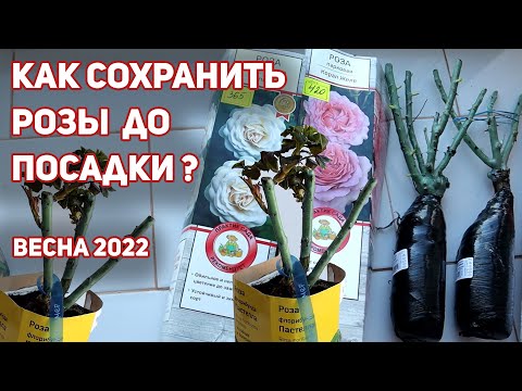 Видео: Как сохранить розы до посадки, купленные в феврале-марте и не потерять ни одного саженца.