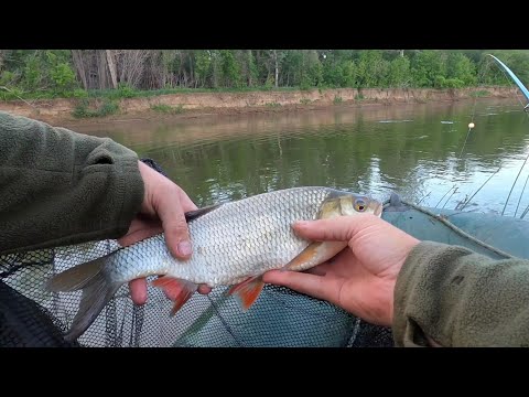 Видео: Язь снова появился в реке. Рыбалка в проводку на поплавок с ночёвкой (3 серия)