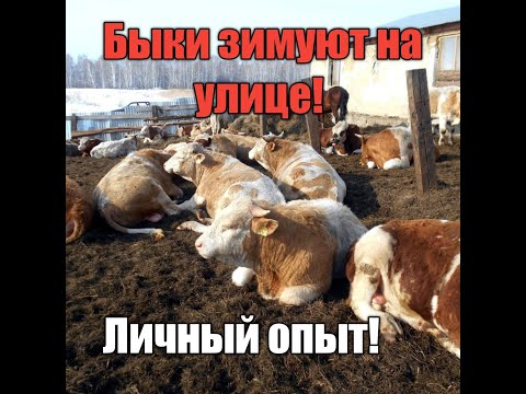 Видео: Содержание КРС на улице! Личный опыт! Как это отражается на быках?