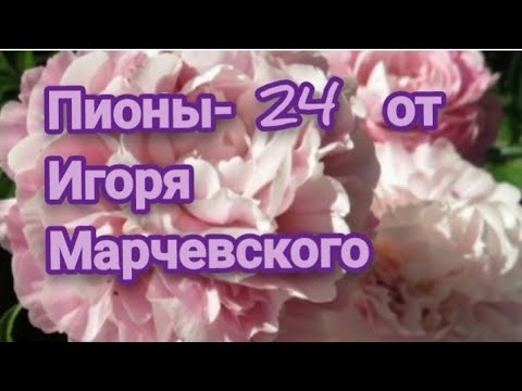 Видео: Посылка с коллекционными пионами от Игоря и Надежды Марчевских. 2024г.
