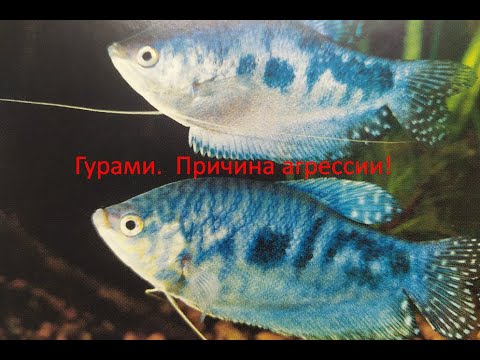 Видео: Гурами! Ликбез для начинающих.