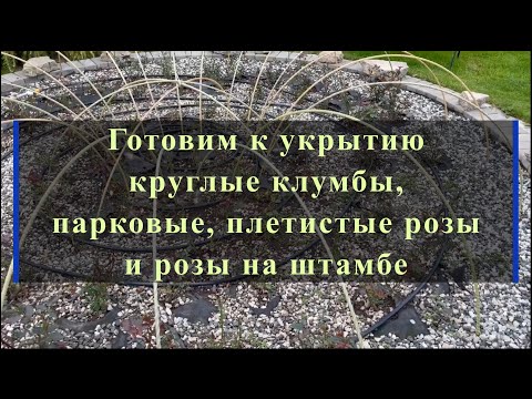 Видео: Готовим к укрытию круглые клумбы, парковые, плетистые розы и розы на штамбе.