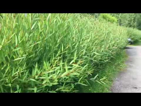 Видео: Живая Изгородь БЕСПЛАТНО!!! ИВА И ТУЯ ЧТО ВЫБРАТЬ?