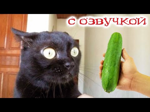 Видео: ПРИКОЛЫ С КОТАМИ! С ОЗВУЧКОЙ! Самые смешные животные! Смешные кошки и собаки 2023! ТЕСТ НА ПСИХИКУ!