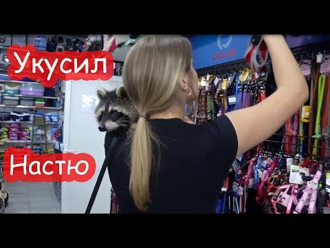 Видео: VLOG Покупки для енота Лимона. Не тяну физ. нагрузку. Расстроилась