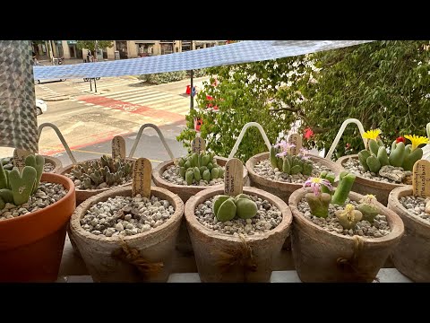 Видео: Полный обзор моего Каменного Царства. 23.10.25.