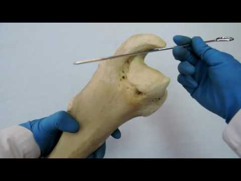 Видео: Видеозанятие 10 «Строение и видовые особенности лопатки, плечевой кости и предплечья»