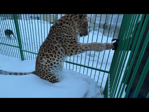 Видео: Тигромама Вернулась с Конференции ! Леопард очень рад!)