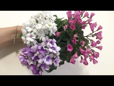Видео: Топ-9 пышно цветущих мини фиалок