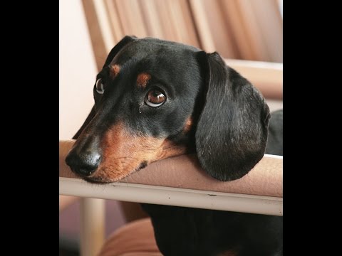 Видео: Таксы