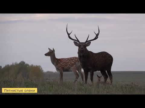 Видео: ПАРК ОЛЕНИЙ часть 1. DEER PARK part 1