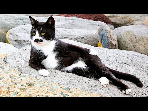 Видео: Я РЖАЛ ДО СЛЕЗ 😹 СМЕШНЫЕ КОШКИ И СОБАКИ | СМЕШНЫЕ ЖИВОТНЫЕ 2023 😹 ЛУЧШИЕ ПРИКОЛЫ #49