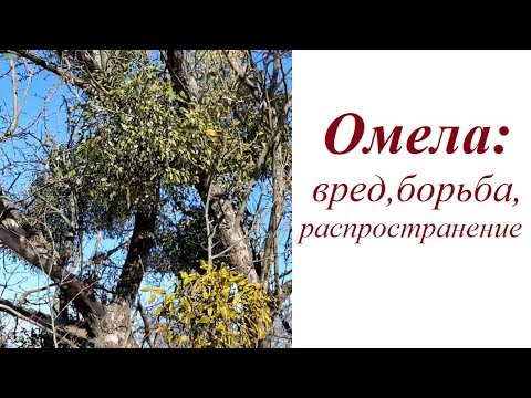 Видео: Омела: вред, распространение, борьба