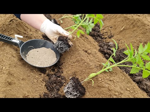 Видео: Добавьте это питательное вещество перед посадкой и удвойте урожай томатов.