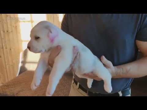 Видео: SALE! Открыт резерв на щенков САО