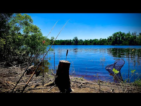 Видео: Рибалка на ОСТРОВІ 🏝️🏝️🏝️риба клює в заброс Клюнув ЛЕЩ НА 2 кг🐟!!!!Рибалка на ФІДЕР на Дніпрі 🎣