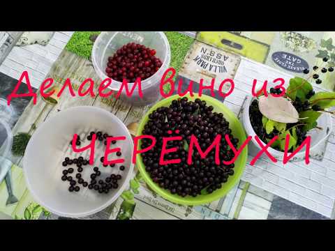 Видео: Вино из красной черёмухи. Ставим дома!