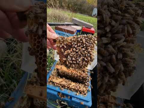 Видео: 4 ноября, окно до +14