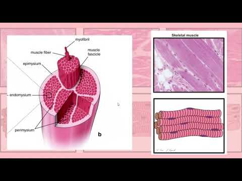 Видео: Мышечная ткань.