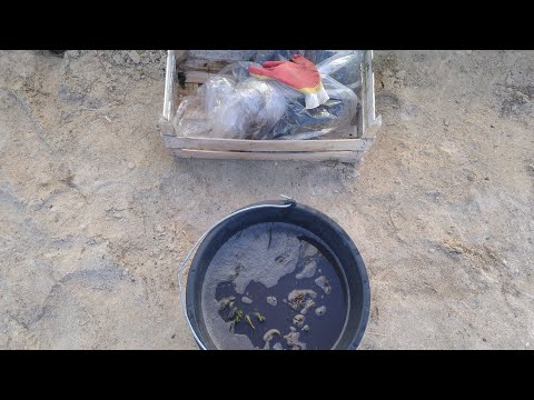 Видео: Как определить, хорошая рассада клубники фриго, или Вас обманули!